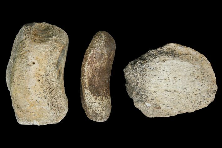 Composite Hadrosaur Finger - Alberta (Disposition #-) #100790